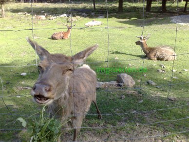 Das Reh freut sich �ber das gereichte Gras.