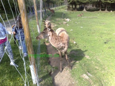 Kinder haben viel Spa� mit den zutraulichen Waldtieren im Wildgehege.